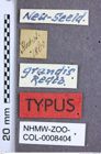 Etikette zu Acroniopus grandis (Redtenbacher, 1868) (NHMW-ZOO-COL-0008404)